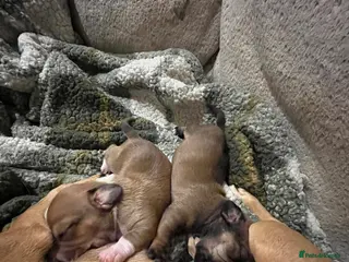 Chiweenie dogs Beautiful baby chiweenies 🐾🐕 - Advert 3