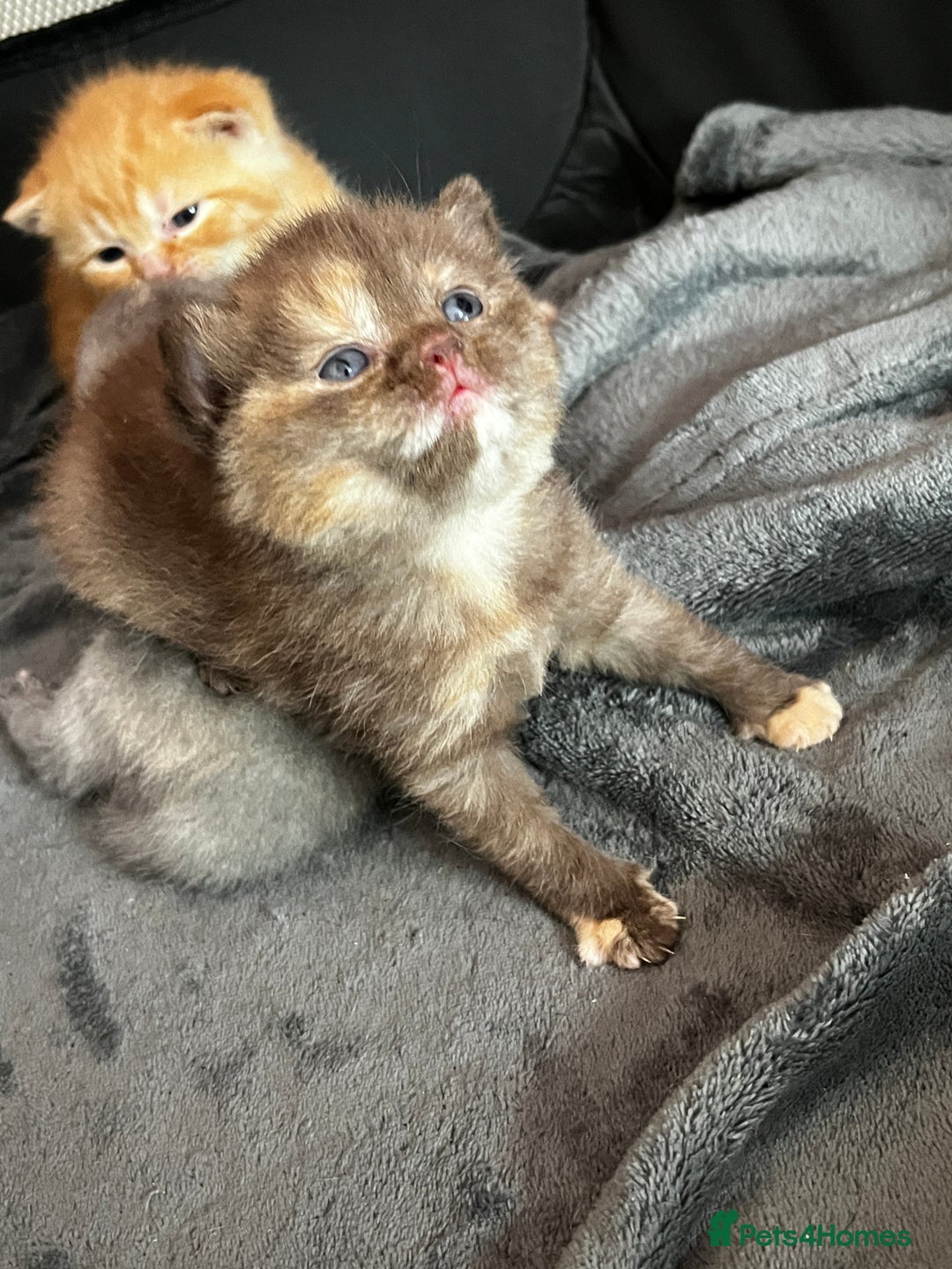 British Shorthair cats for sale: Beautiful pedigree bsh kittens  - Image 7