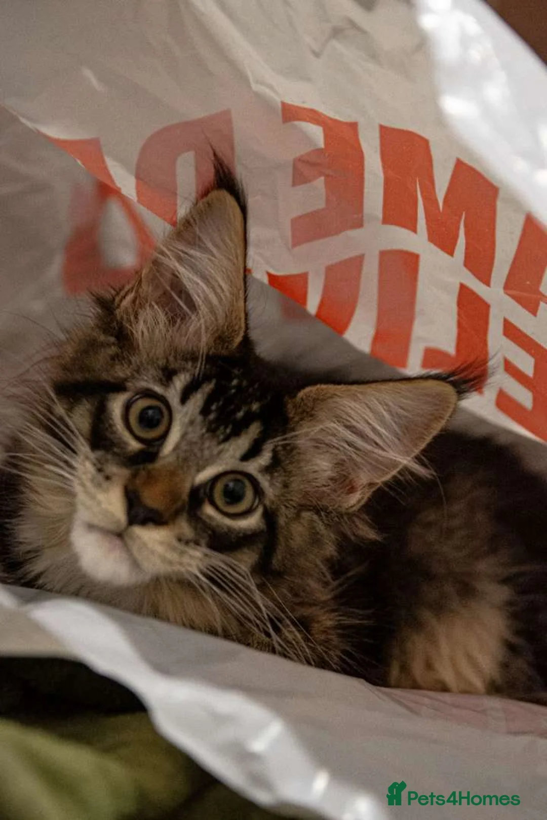 Maine Coon cats for sale: Last baby girl Maine coon kitten TICA reg  - Advert 3
