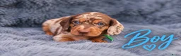 Miniature Dachshund dogs for sale: ❤️KC registered 8 Miniature Dachshund Puppies ❤️ - Advert 23