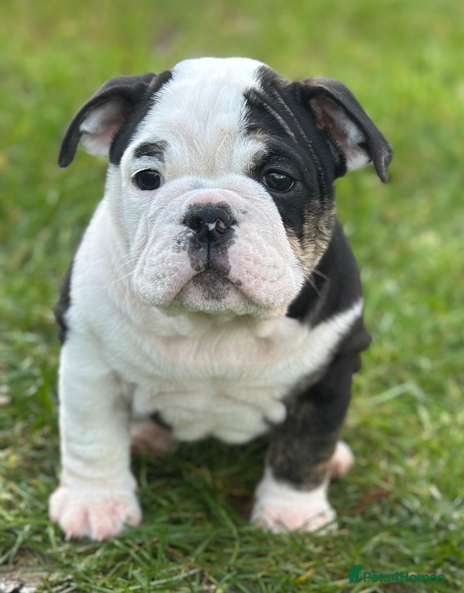 English Bulldog dogs 🌟Ready Now!🌟 - Advert 15