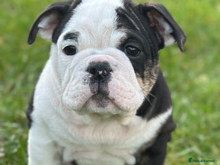 English Bulldog dogs 🌟Ready Now!🌟 - Advert 4