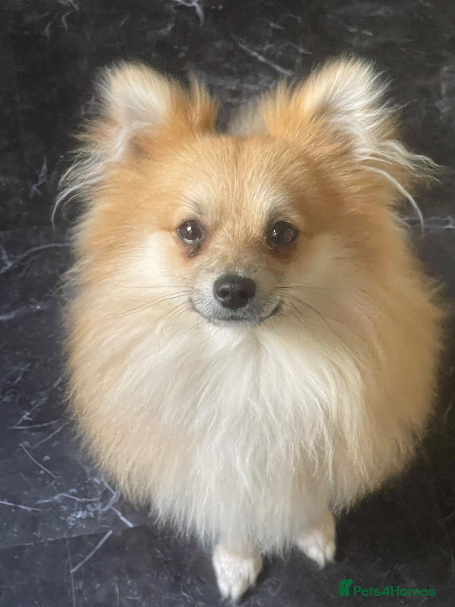 Pomeranian dogs Teddy-pomerian 10 months old - Advert 3