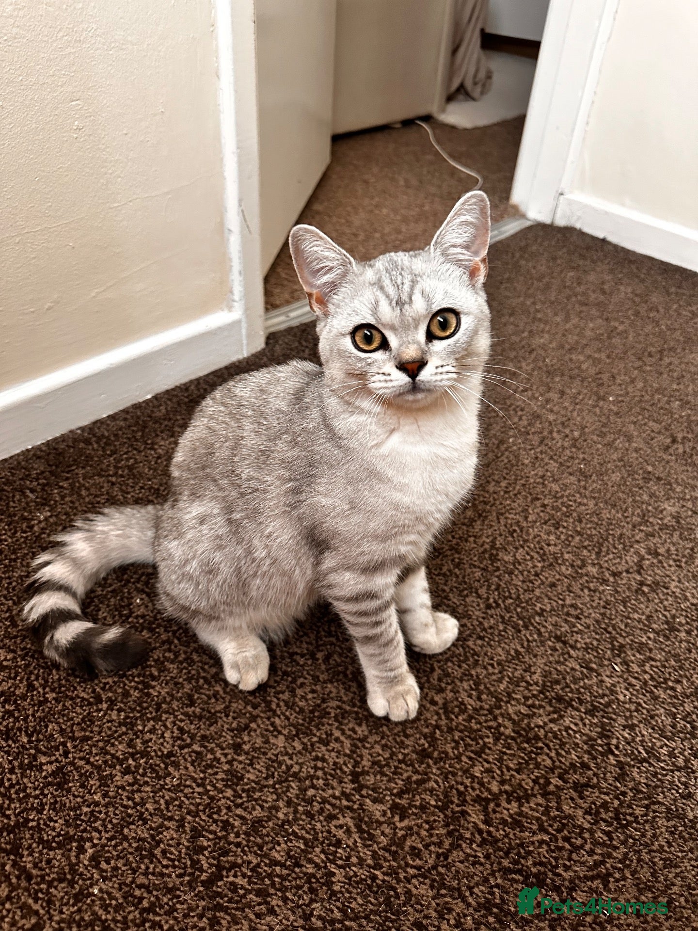 British Shorthair cats Silver British Shorthair, Male, 6 months old  - Advert 3