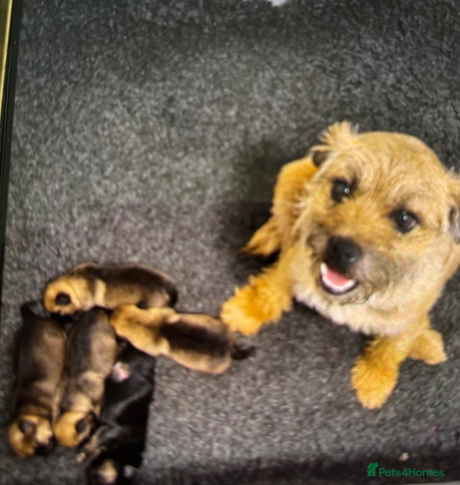 Border Terrier dogs Kc reg border terriers - Advert 3