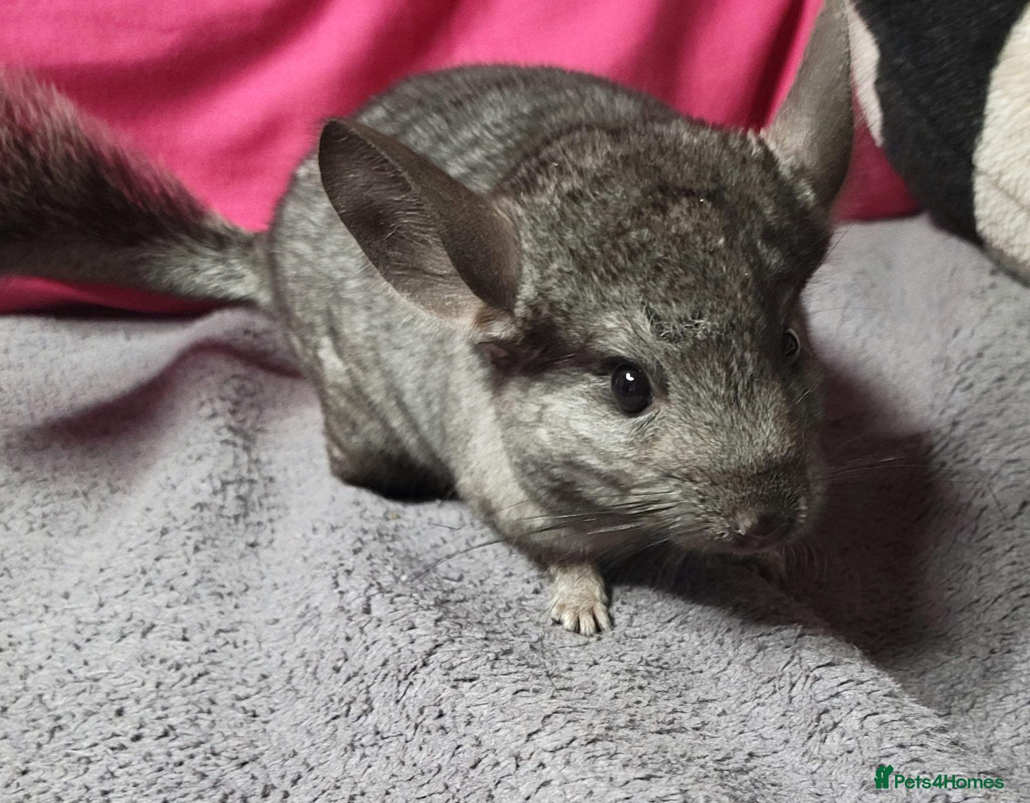 Chinchilla rodents Baby female chinchillas - Advert 4