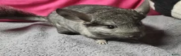 Chinchilla rodents for sale: Baby female chinchillas - Advert 4