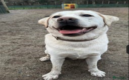 Labrador Retriever dogs for sale: Yellow Lab Looking for New home- Worcester area - Image 1