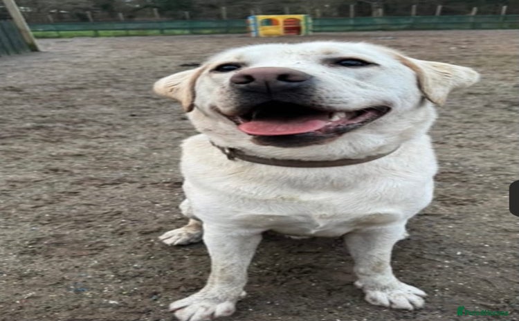 Labrador Retriever dogs - Advert 9