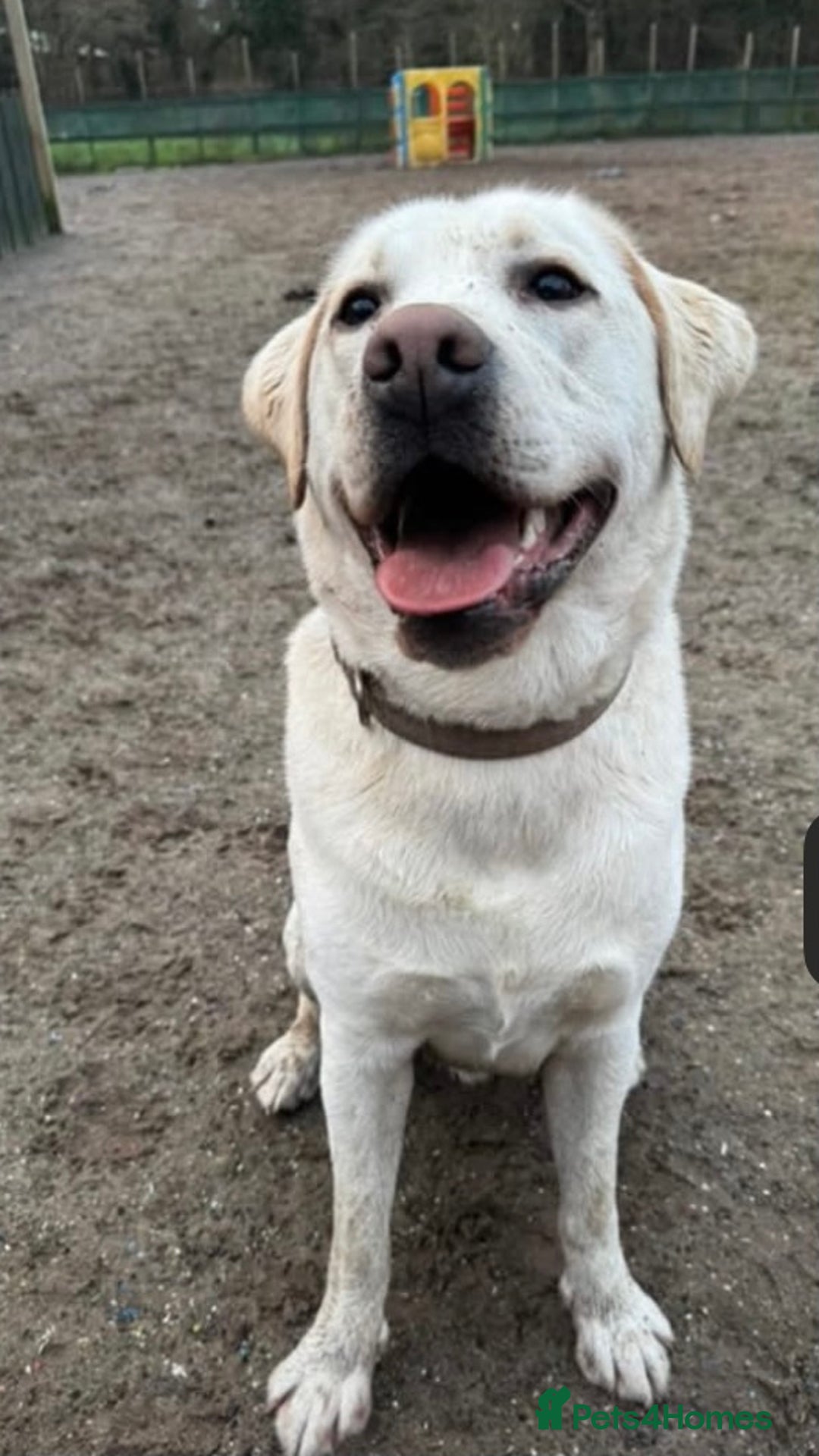 Labrador Retriever dogs for sale: Yellow Lab Looking for New home- Worcester area - Image 1