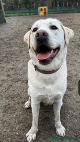 Labrador Retriever dogs - Advert 11