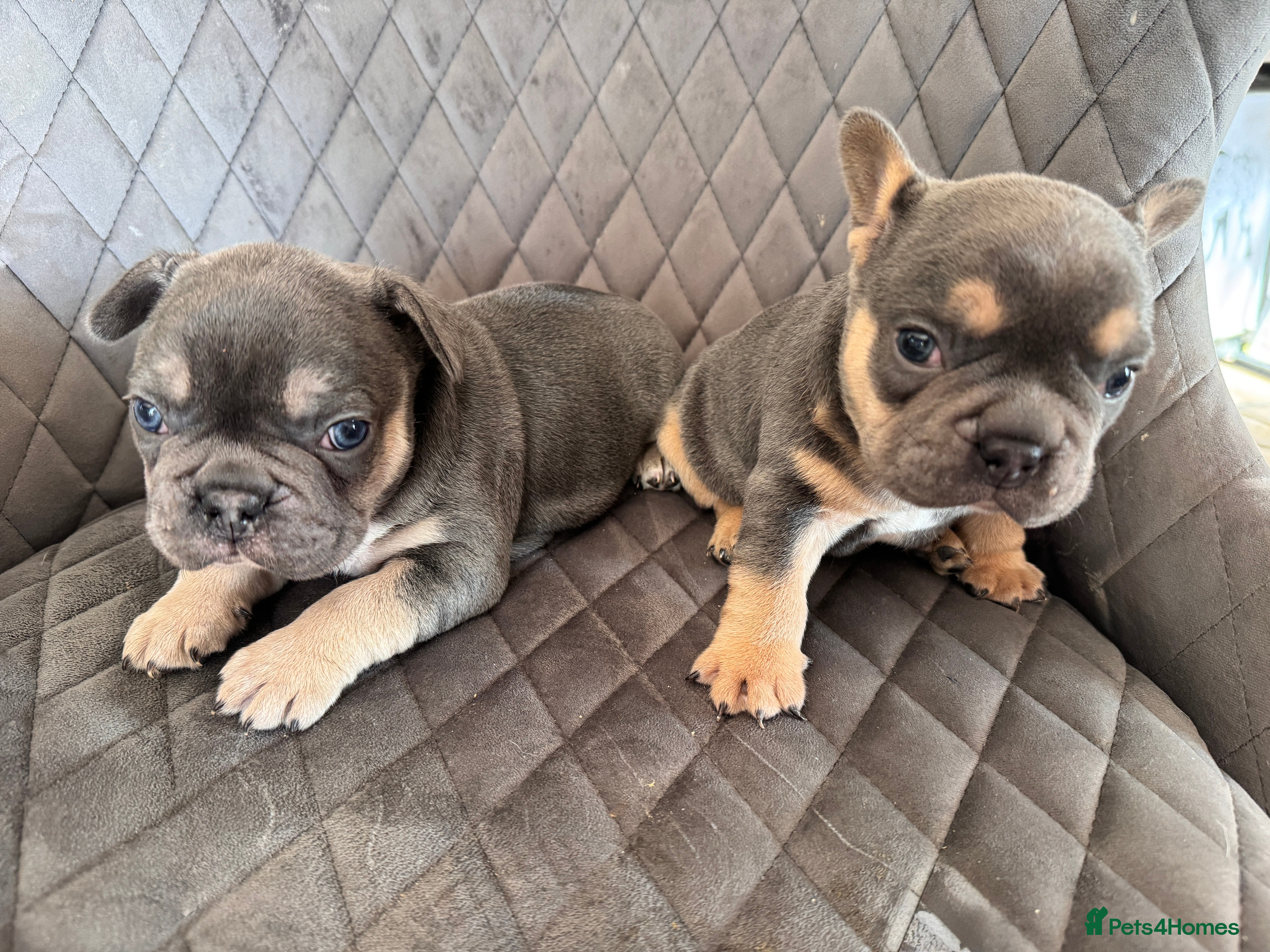 French Bulldog dogs KC reg Frenchbull dog puppies  - Advert 6