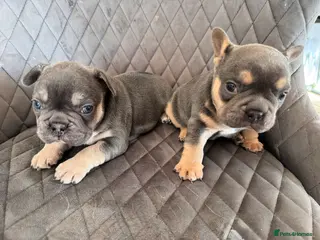 French Bulldog dogs KC reg Frenchbull dog puppies - Advert 6