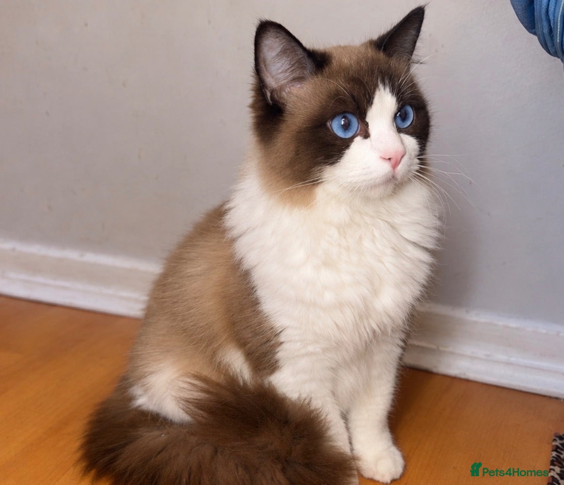 Ragdoll cats for sale: Beautiful ragdoll kitten for sale  - Advert 1