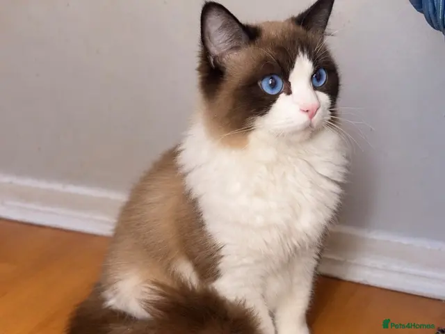 Ragdoll cats for sale: Beautiful ragdoll kitten for sale - Advert 2
