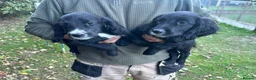 Sprocker dogs for sale: Sprocker spaniels  in North Walsham - Advert 3