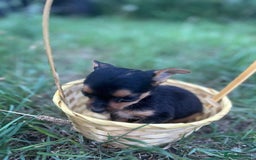 Mixed Breed dogs for sale: Six beautifully marked and coloured puppies  - Image 6