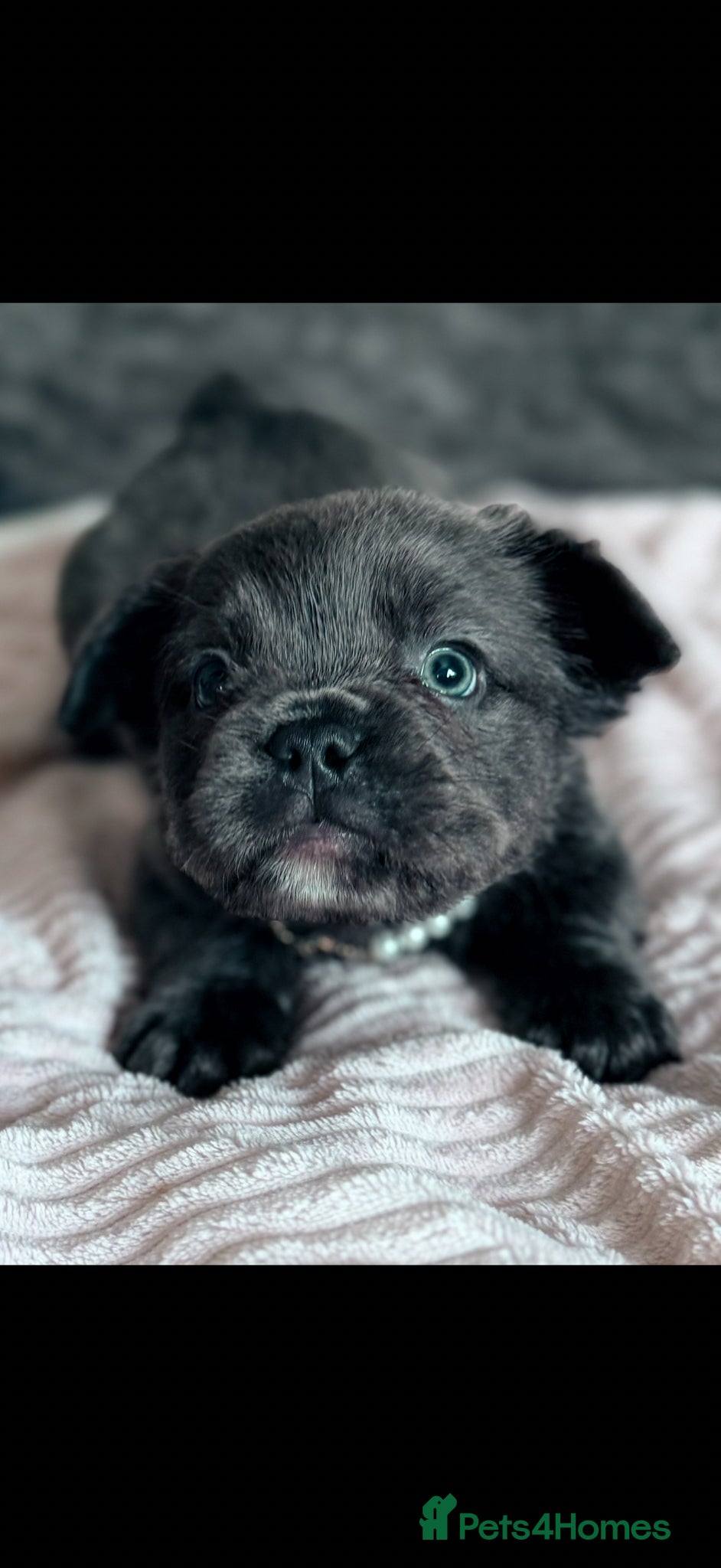 French Bulldog dogs Fluffy French bulldogs ‼️REDUCED‼️ - Advert 18