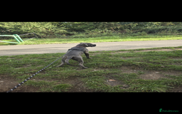 Cane Corso dogs for sale: Cane corsa  - Image 5