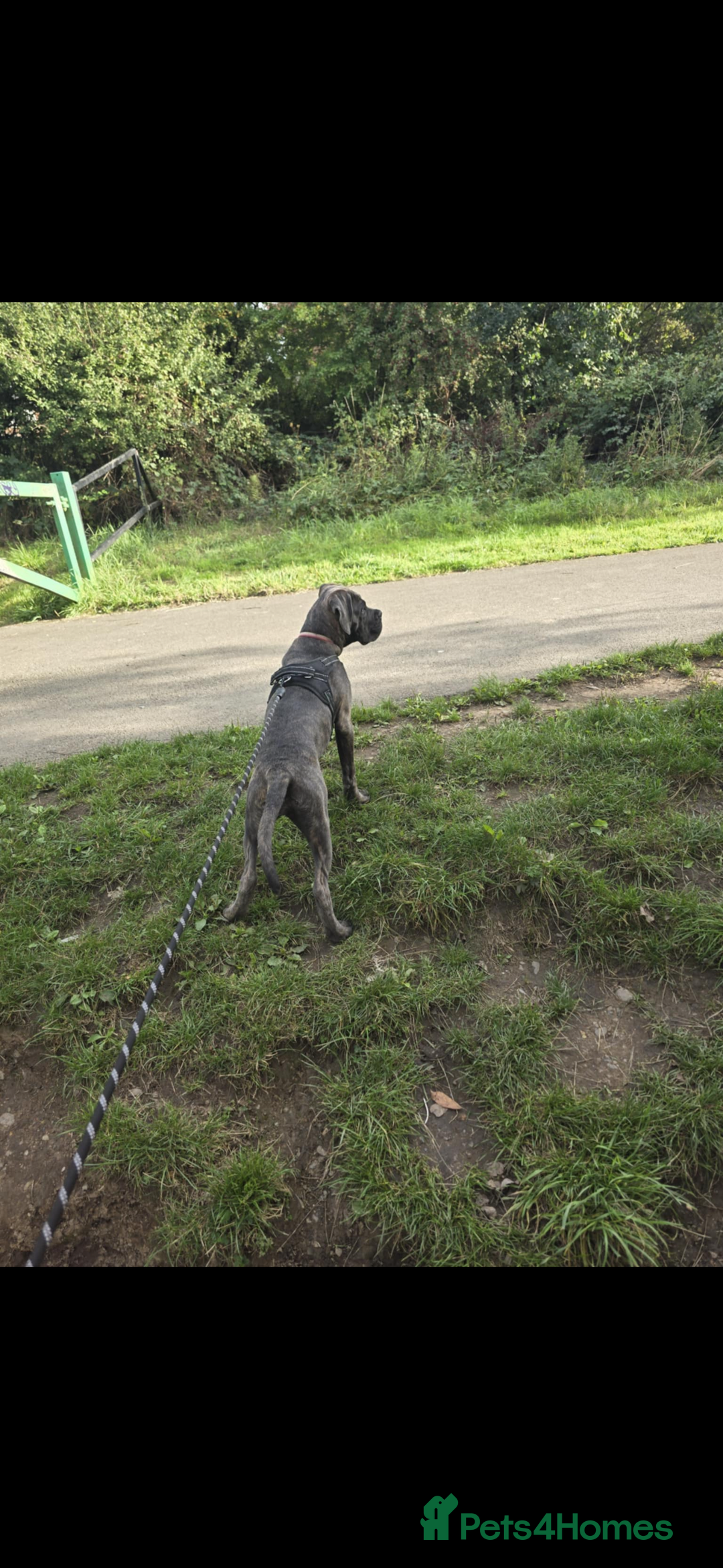 Cane Corso dogs for sale: Cane corsa  - Image 5