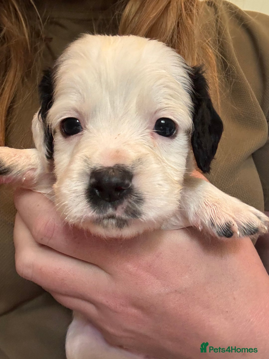 Cocker Spaniel dogs for sale: Gamekeeper bred cockers  - Image 1