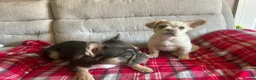 French Bulldog dogs for sale: LAST PUPPY- Rare fluffy french bulldogs - Advert 21