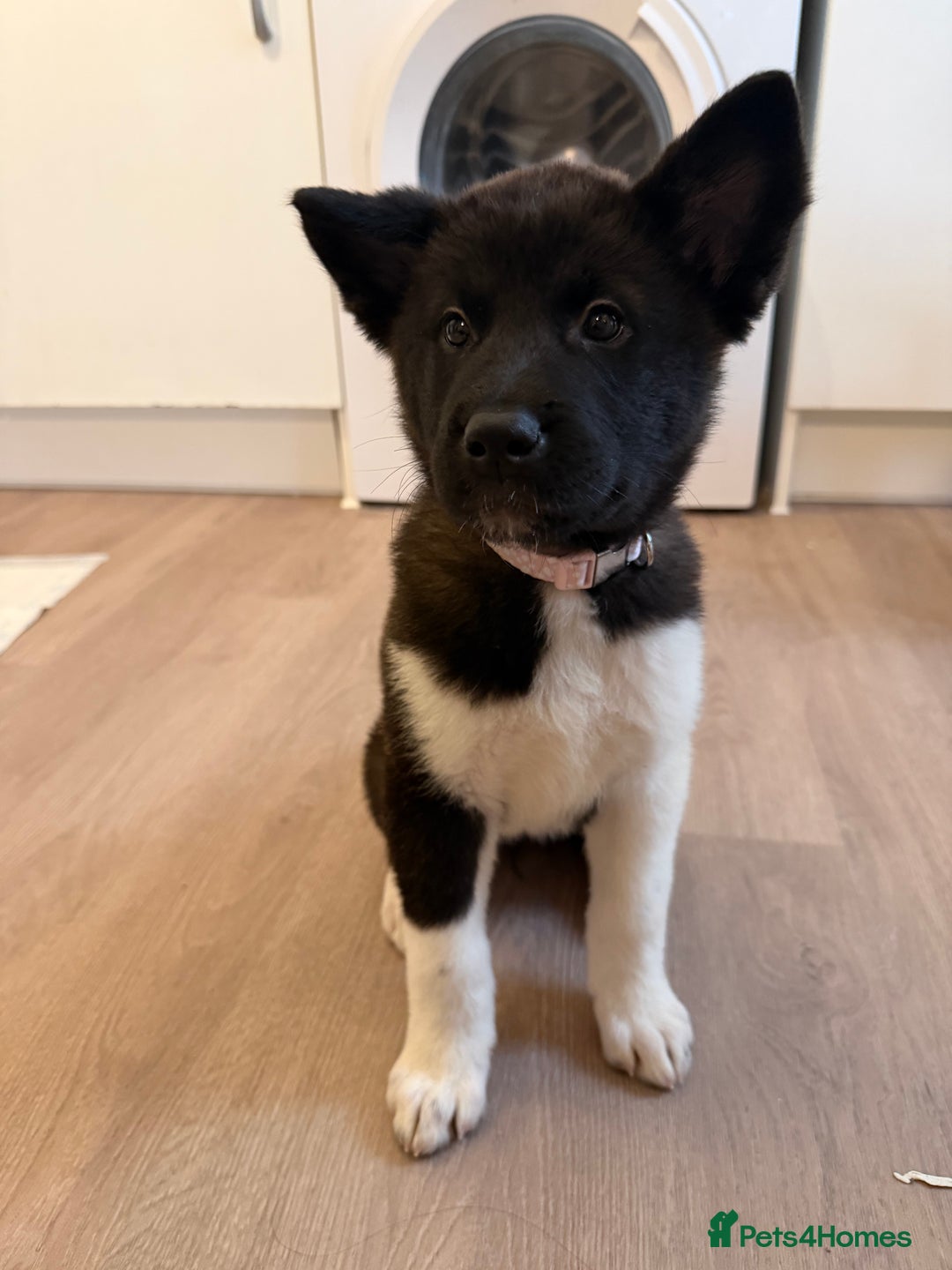 Akita dogs for sale: Japanese Akita  - Advert 2