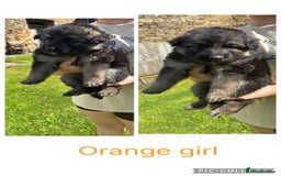 German Shepherd dogs for sale: 8 beautiful long haired German shepherd puppies  - Image 7
