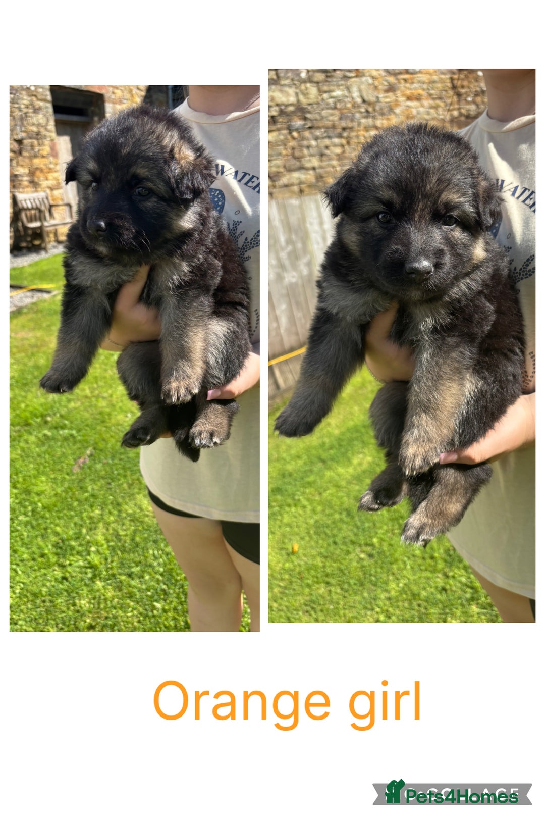 German Shepherd dogs for sale: 8 beautiful long haired German shepherd puppies  - Image 7