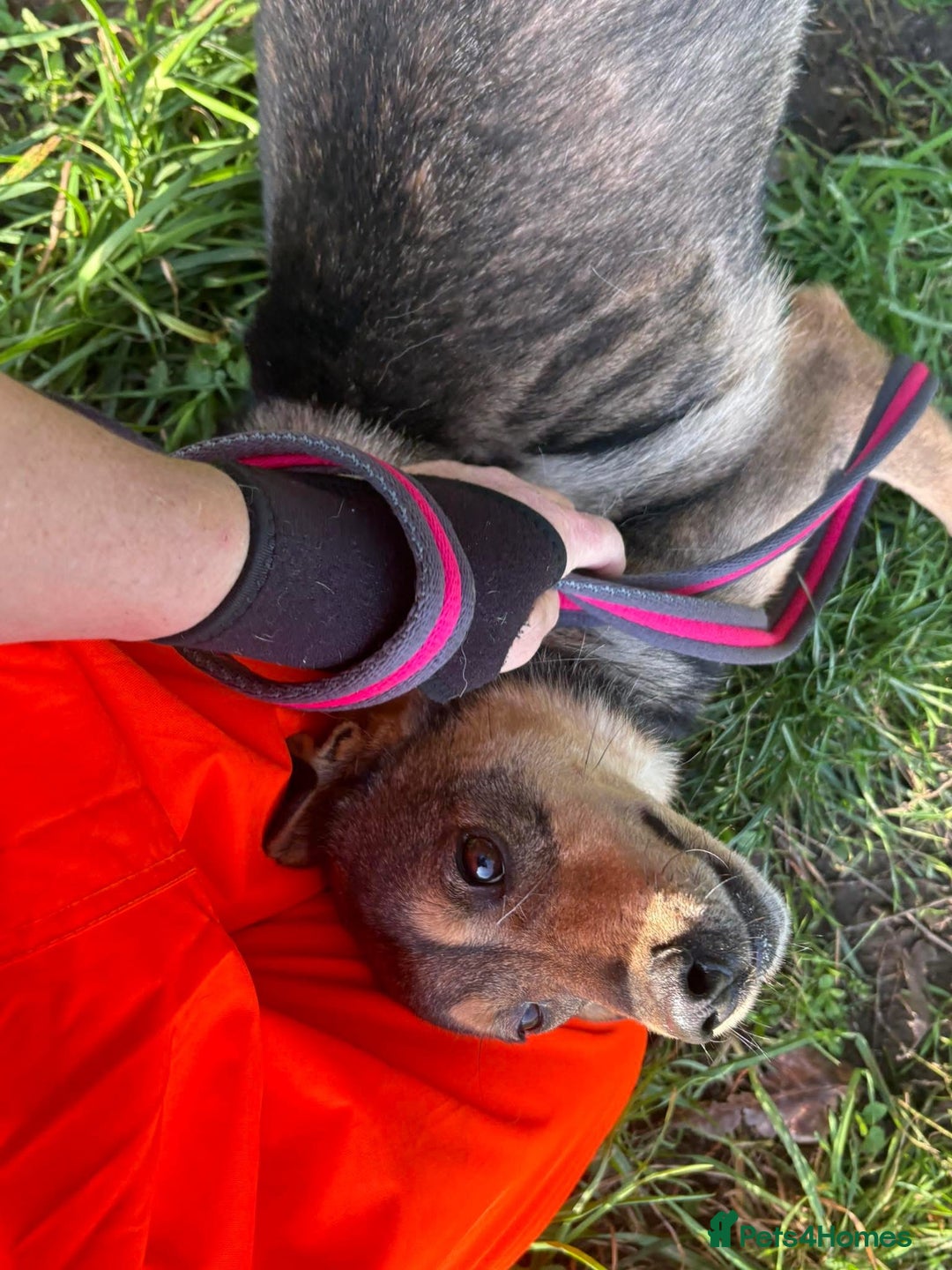 Mixed Breed dogs for adoption: Frannie - Norwich Norfolk  - Advert 7