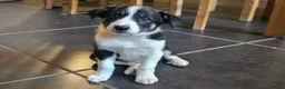 Border Collie dogs for sale: Beautiful Border Collie Pups for sale - Advert 5