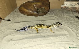 Gecko reptiles for sale: Leopard gecko - Image 1