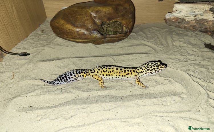 Gecko reptiles - Advert 1