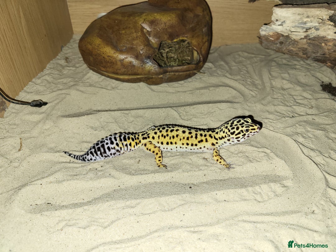 Gecko reptiles for sale: Leopard gecko - Image 1