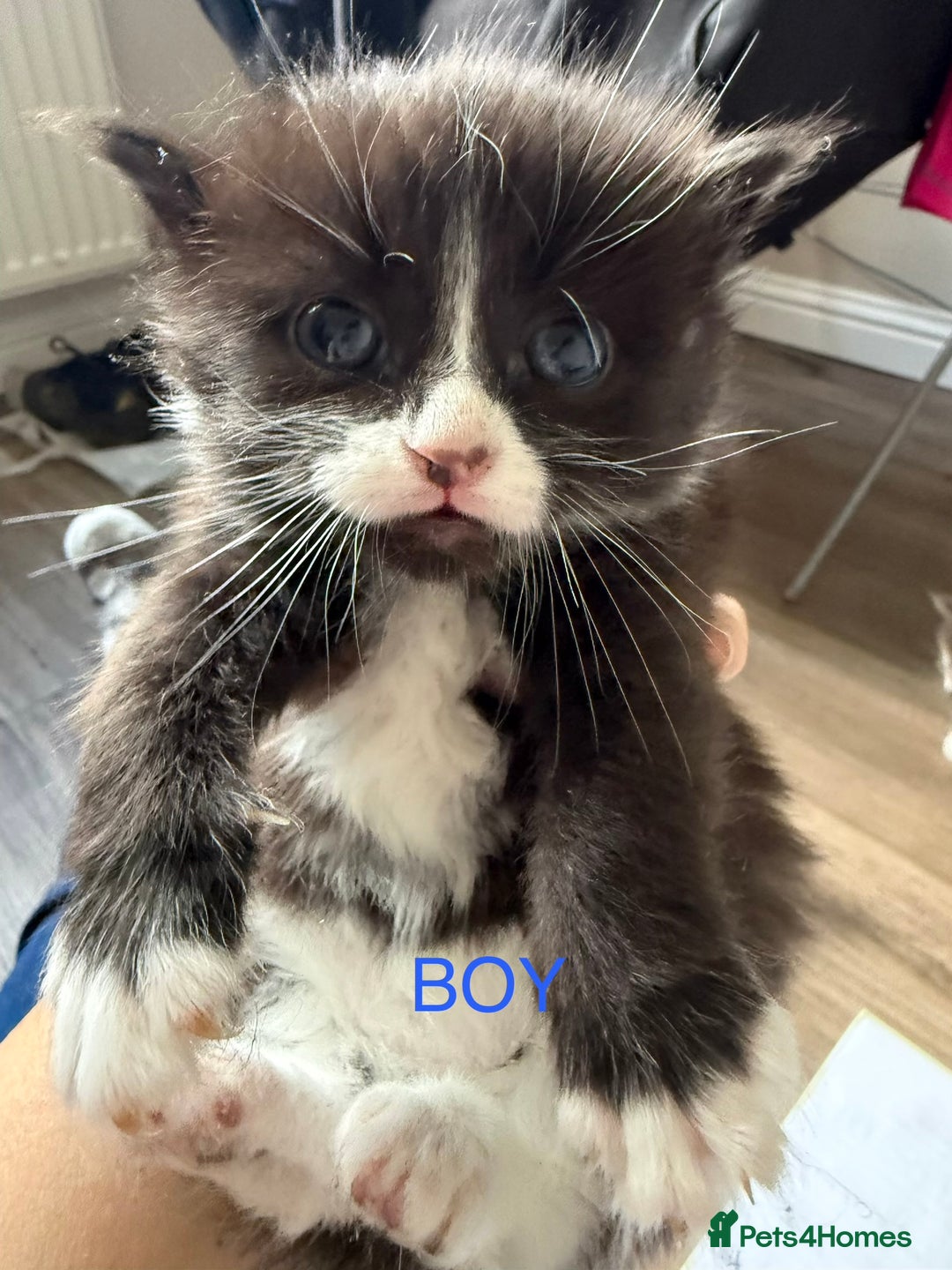 British Shorthair cats for sale: Kittens - Advert 3