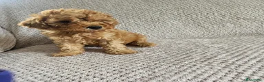 Cavapoo 2