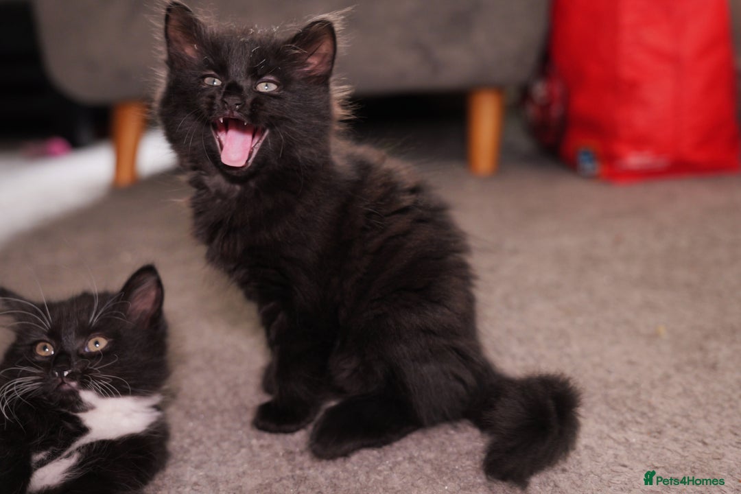 Turkish Angora cats for sale: Playful, Socialised Kittens Seeking Loving Home - Advert 14