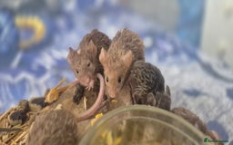 Mouse rodents for sale: Fancy Mice - Image 3