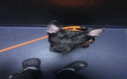 Mixed Breed dogs for sale: Staffy x German shepherd  - Image 6