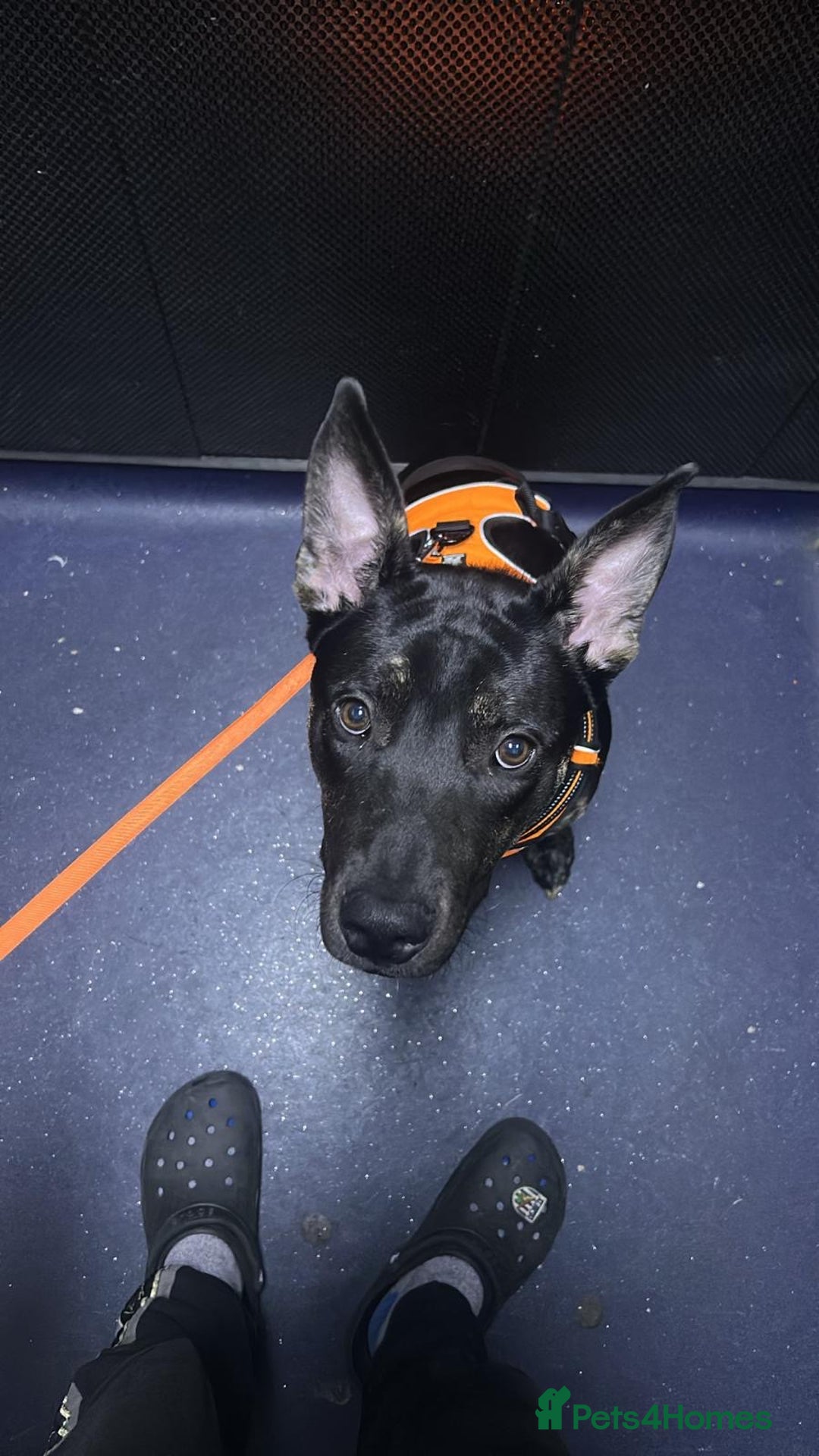 Mixed Breed dogs for sale: Staffy x German shepherd  - Image 6