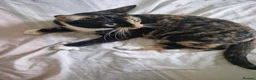 Mixed Breed cats for sale: Retired Tortiseshell Queen  - Advert 2