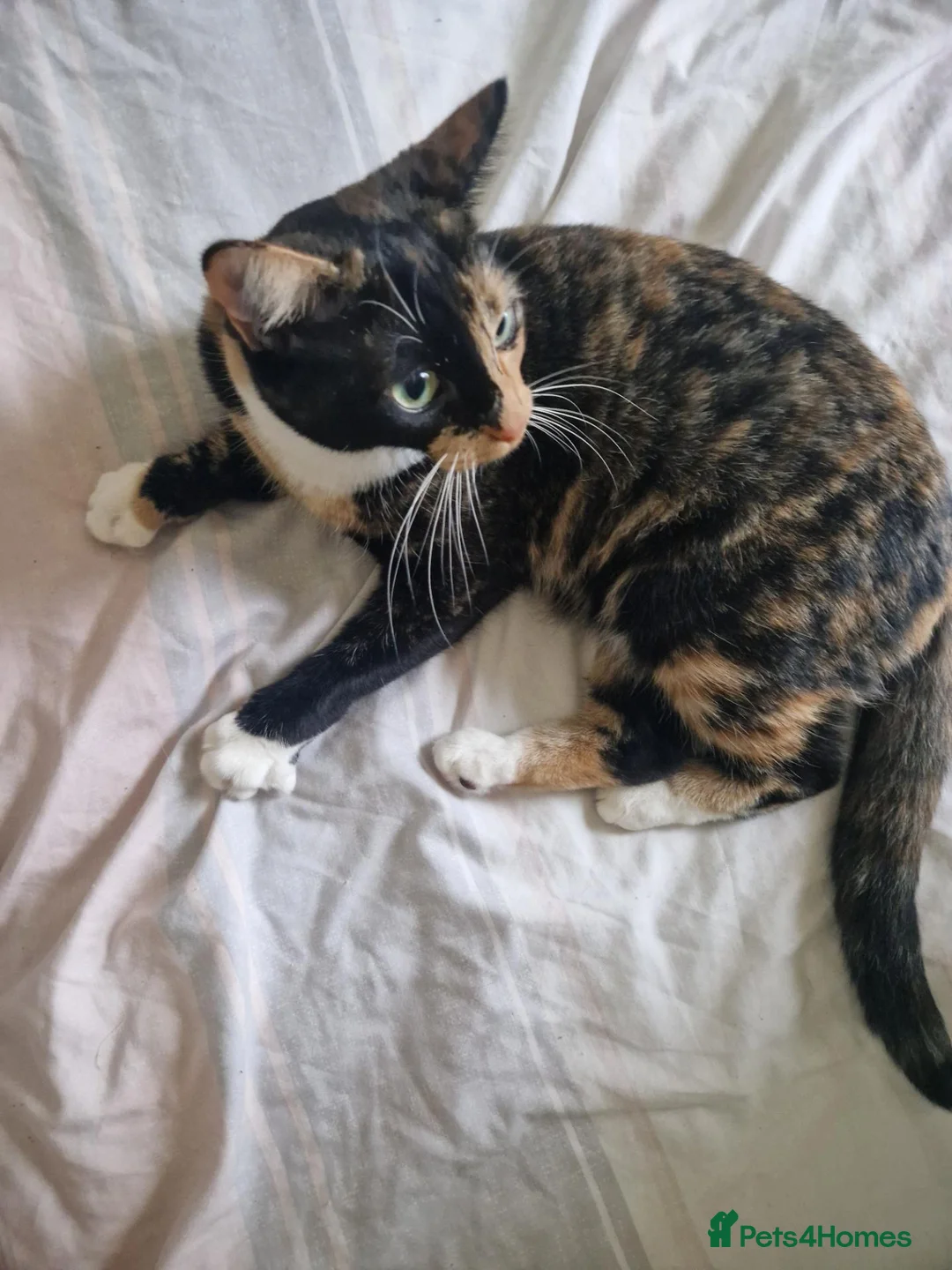 Mixed Breed cats for sale: Retired Tortiseshell Queen  - Advert 2