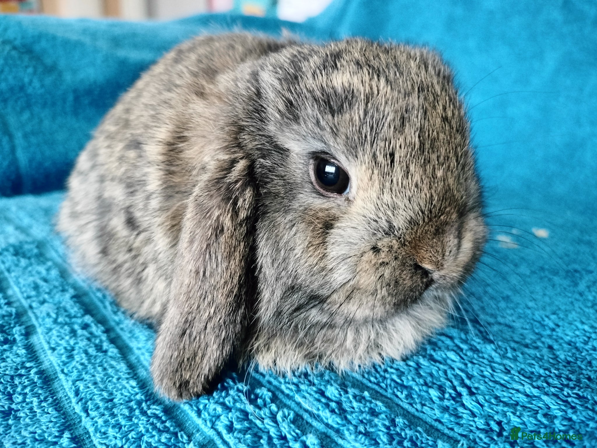 Mini Lop rabbits Baby mini lops for sale  - Advert 14