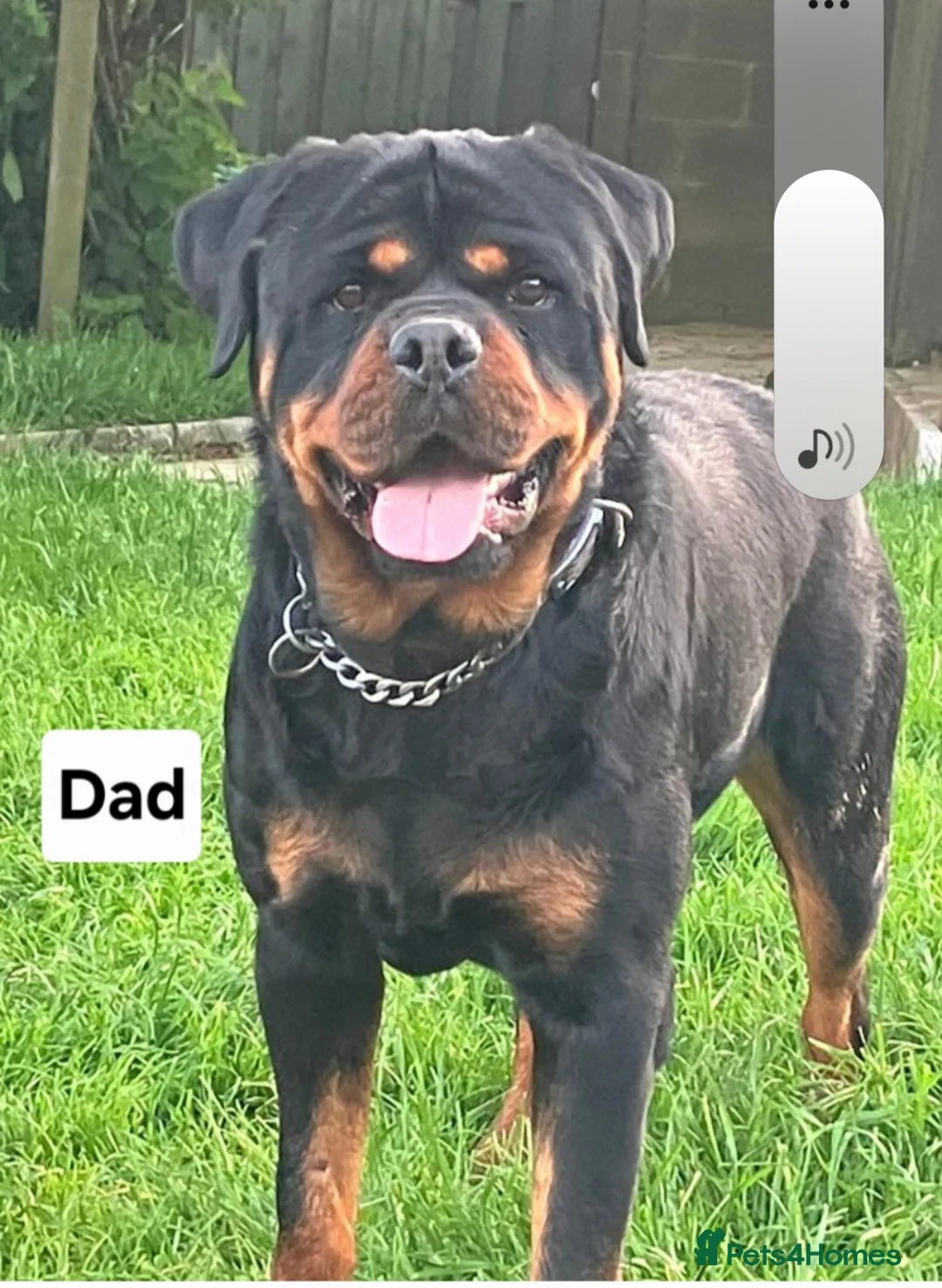Rottweiler dogs for sale: Chunky Rottweiler Puppies - Advert 6