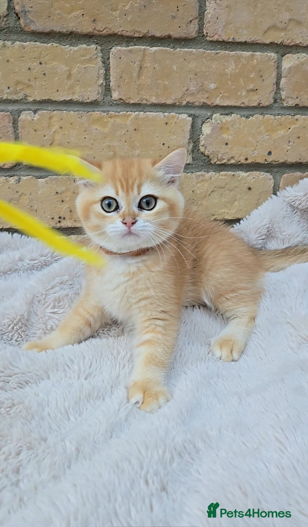 British Shorthair cats for sale: Gorgeous golden fluffs ready now in Peterborough - Image 15