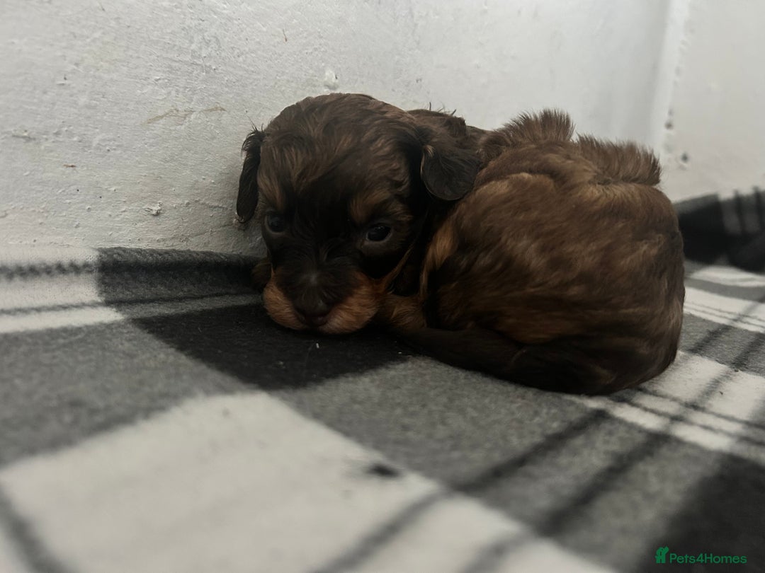 Mixed Breed dogs for sale: Shihpoo puppies - Image 3