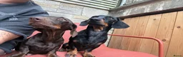 Miniature Dachshund dogs for sale: Dachshund mini puppies  in Hastings - Advert 22