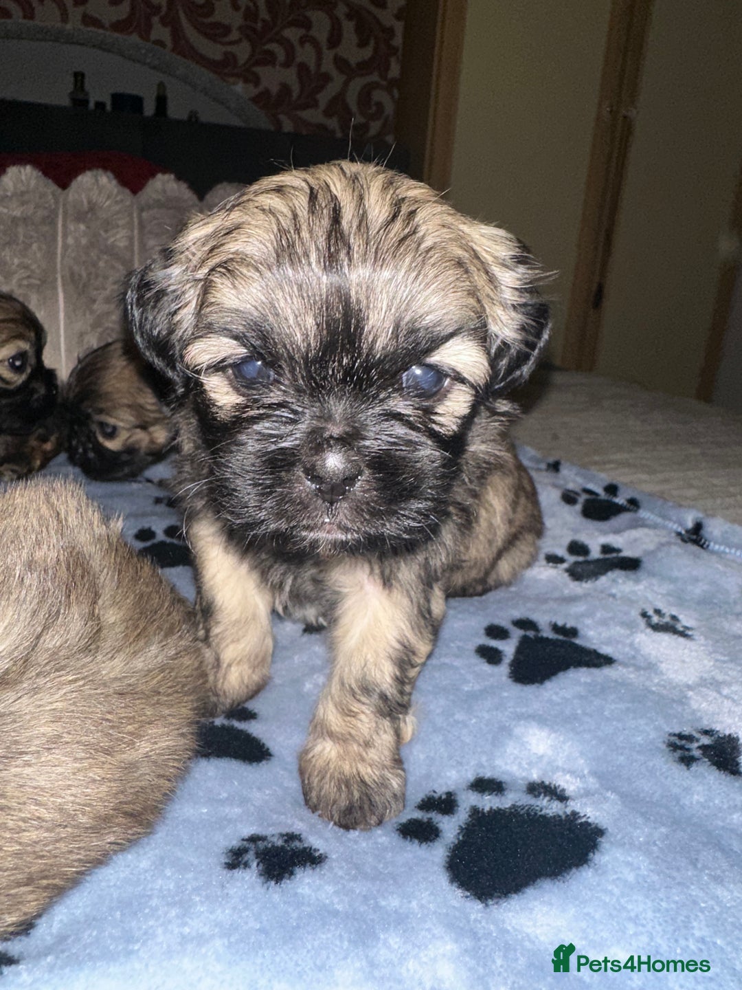 Shihpoo dogs for sale: Shihpoo 6 girls  - Advert 4