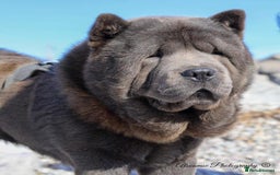 Chow Chow dogs for stud: Welcome to our superb stud team  - Image 3