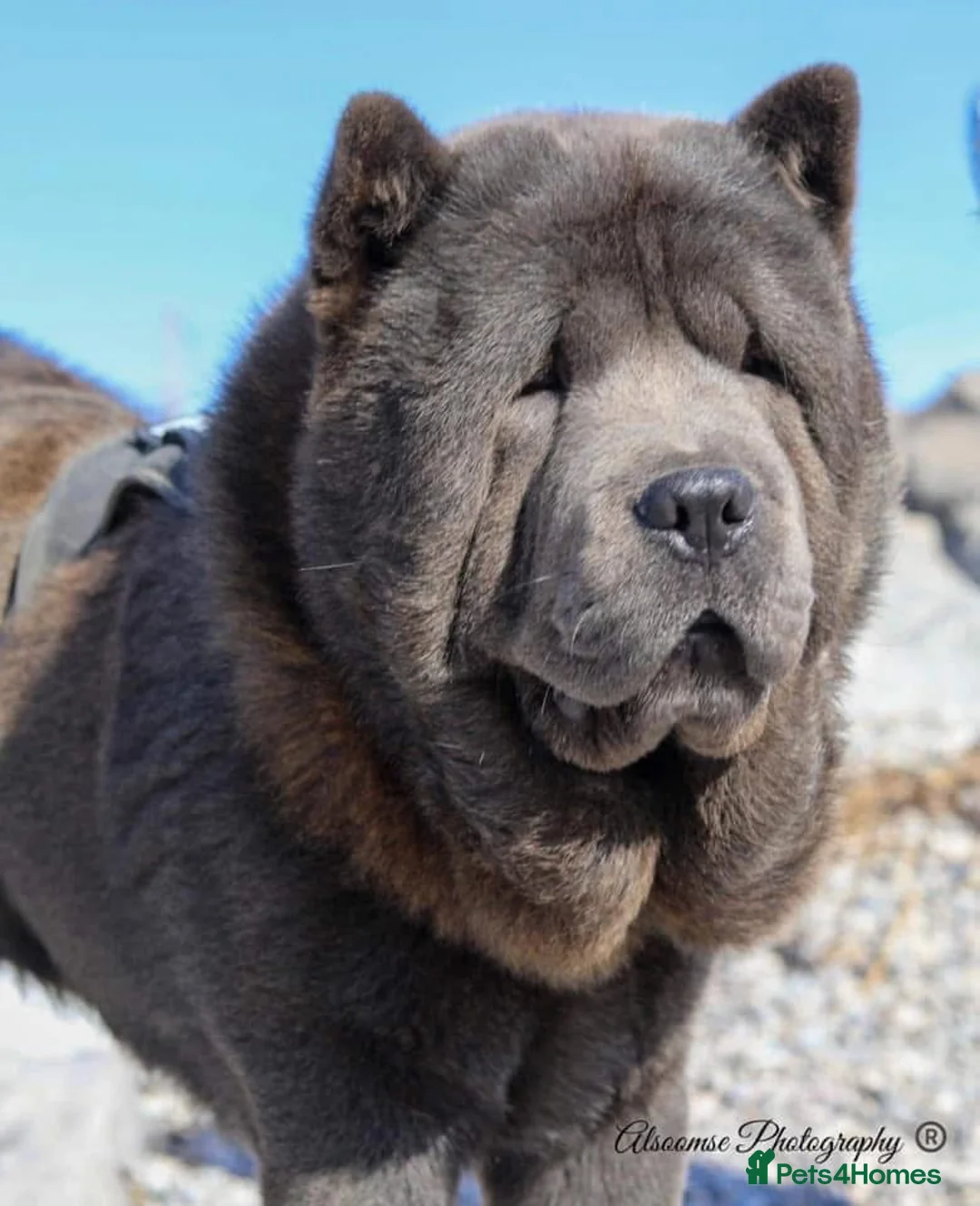 Chow Chow dogs for stud: Welcome to our superb stud team  - Advert 3
